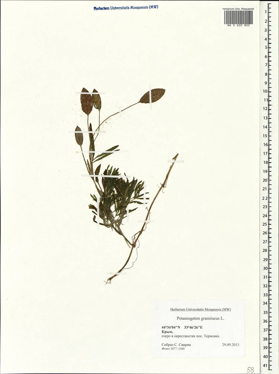 Potamogeton gramineus L., Crimea (KRYM) (Russia)