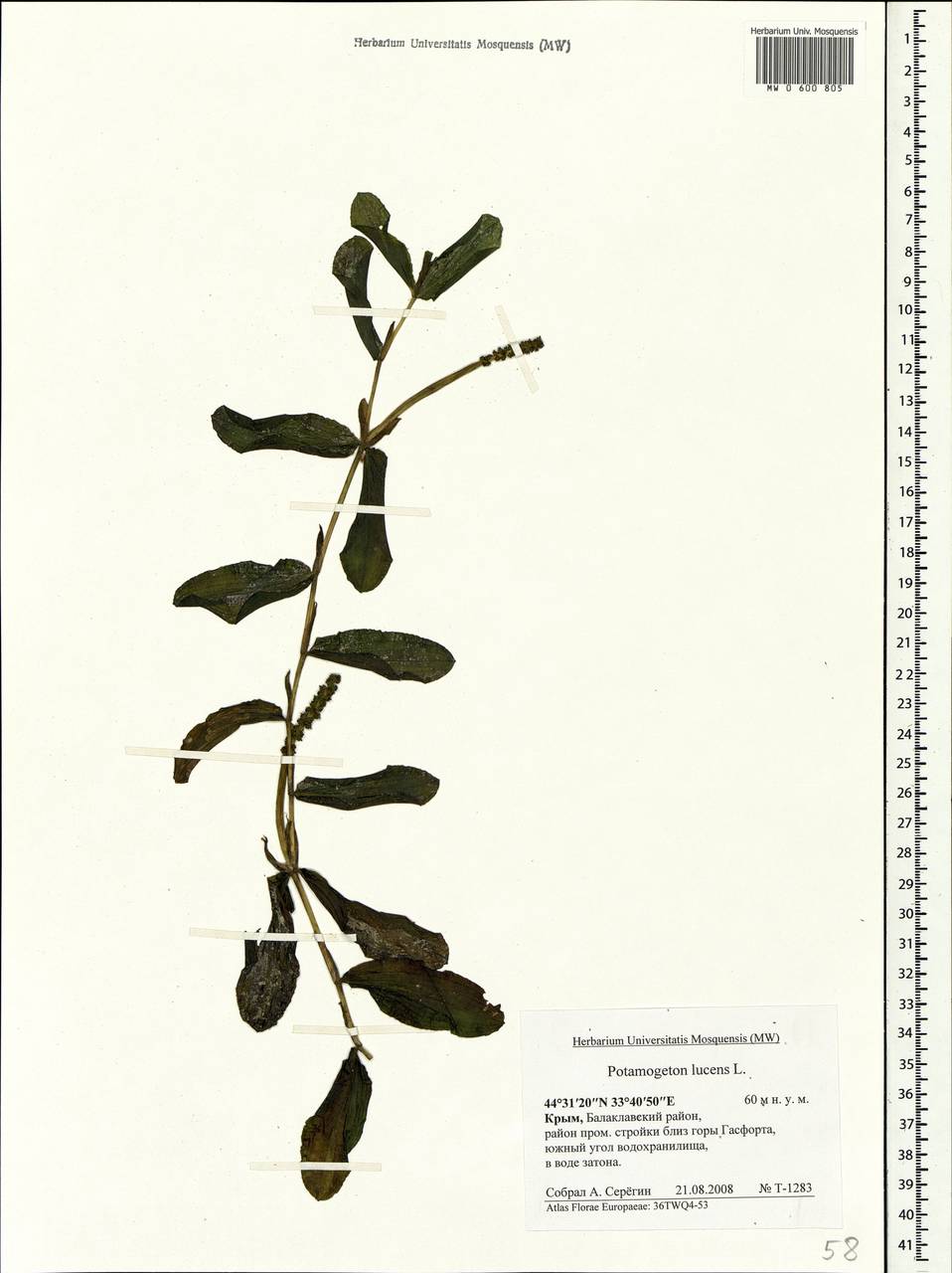 Potamogeton lucens L., Crimea (KRYM) (Russia)