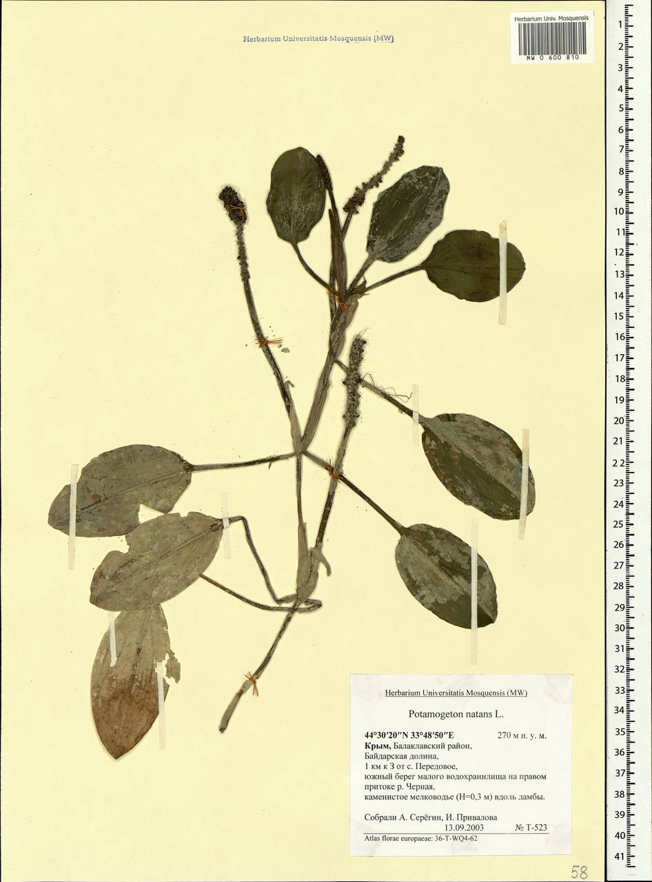 Potamogeton natans L., Crimea (KRYM) (Russia)