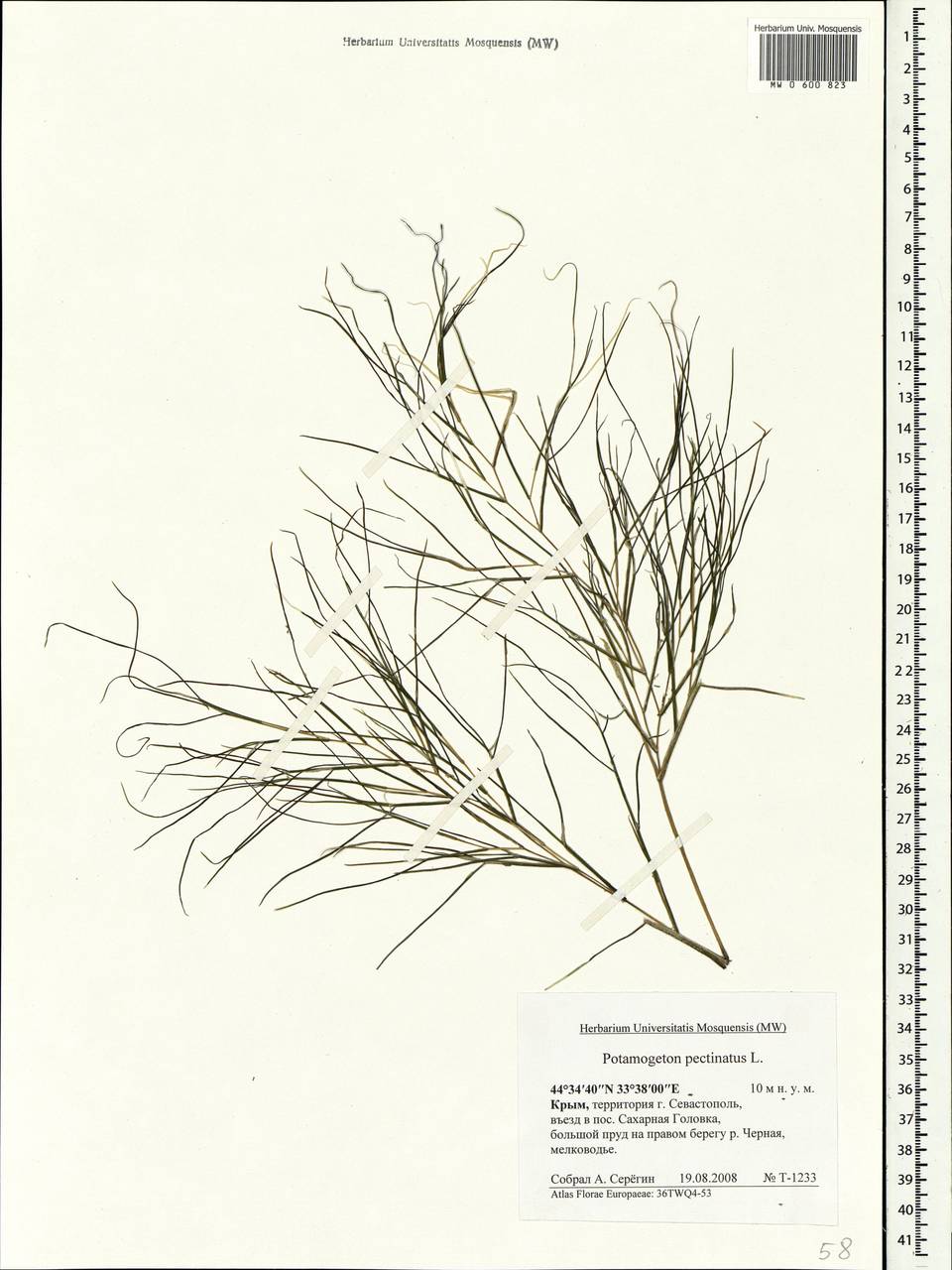 Stuckenia pectinata (L.) Börner, Crimea (KRYM) (Russia)