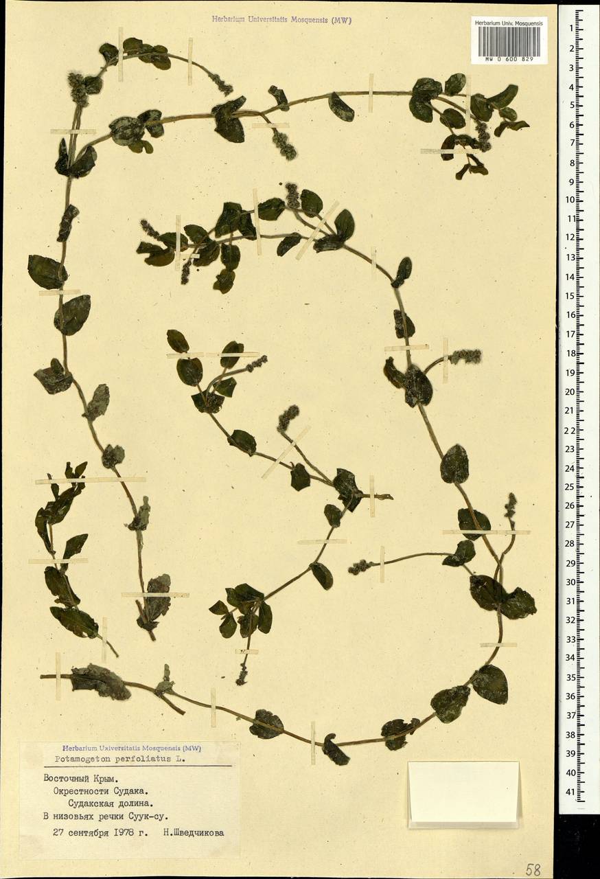 Potamogeton perfoliatus L., Crimea (KRYM) (Russia)