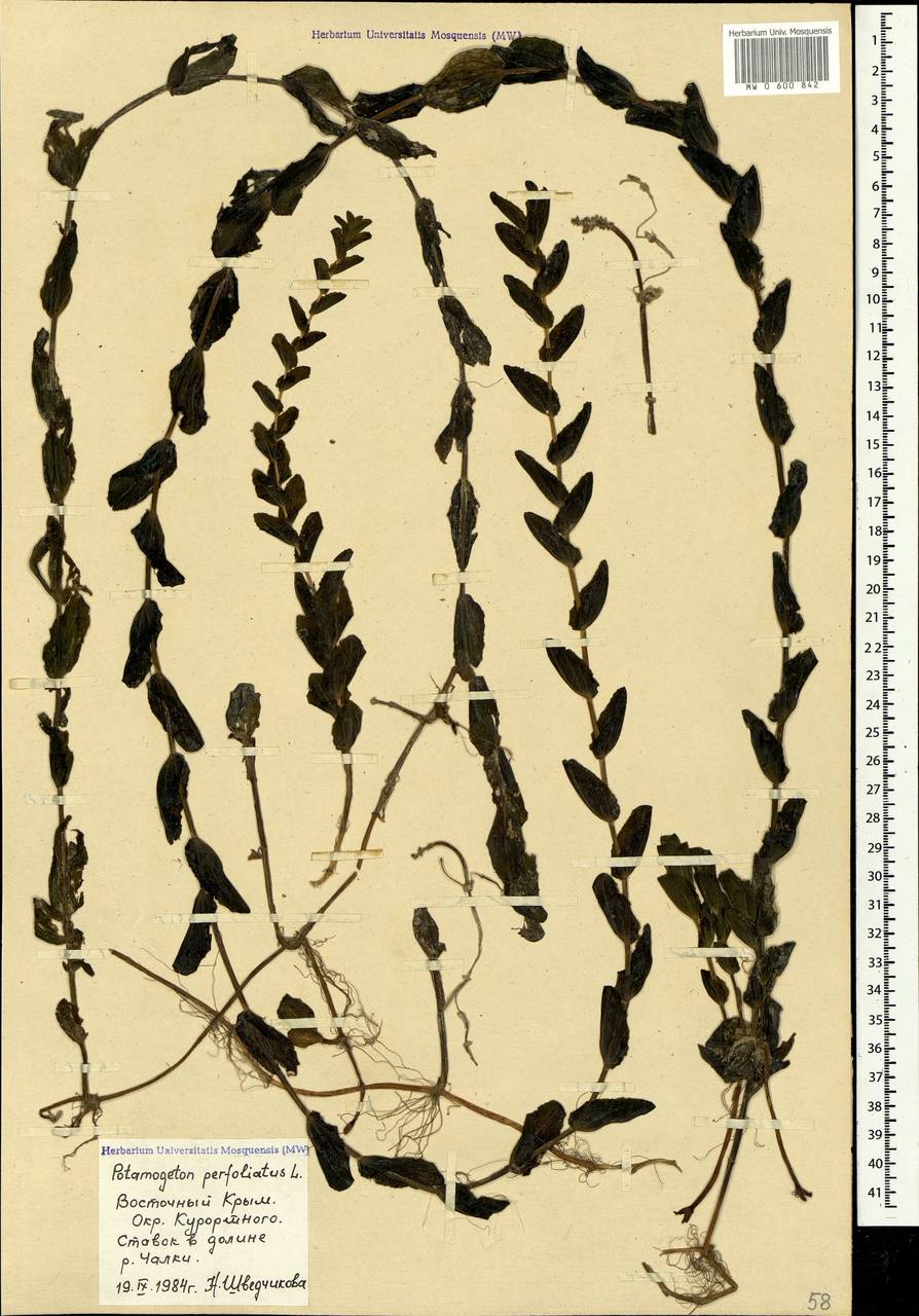 Potamogeton perfoliatus L., Crimea (KRYM) (Russia)