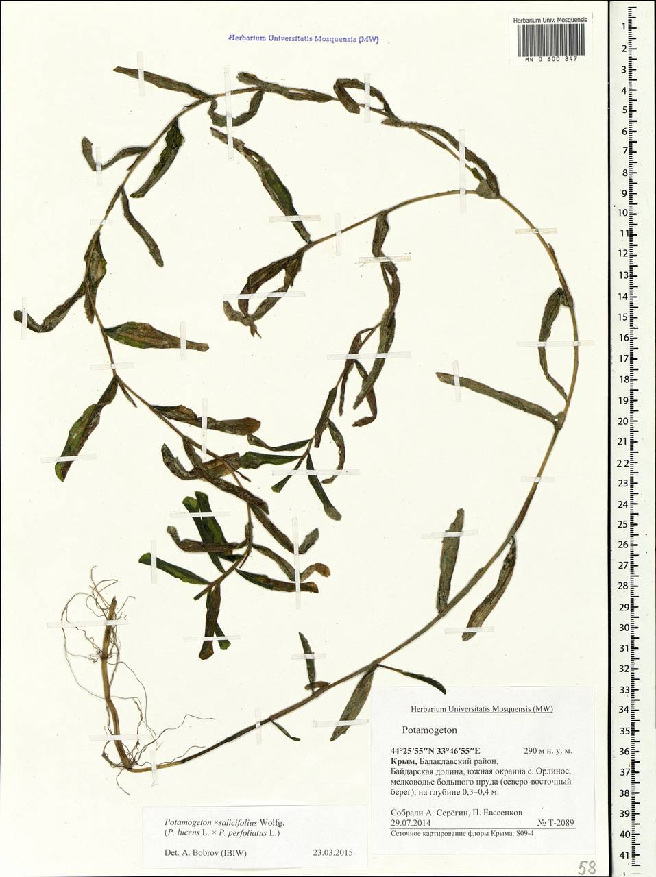 Potamogeton lucens L., Crimea (KRYM) (Russia)