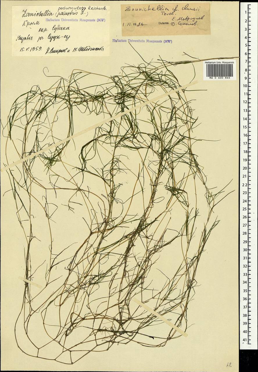 Zannichellia palustris subsp. palustris, Crimea (KRYM) (Russia)