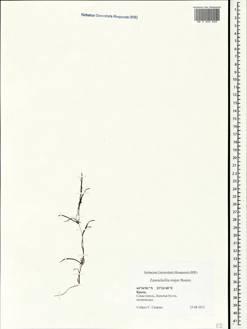 Zannichellia palustris subsp. major (Hartm.) Ooststr. & Reichg., Crimea (KRYM) (Russia)