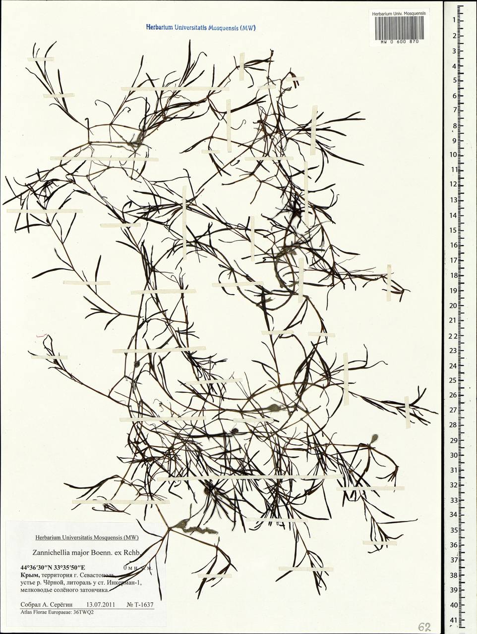 Zannichellia palustris subsp. major (Hartm.) Ooststr. & Reichg., Crimea (KRYM) (Russia)