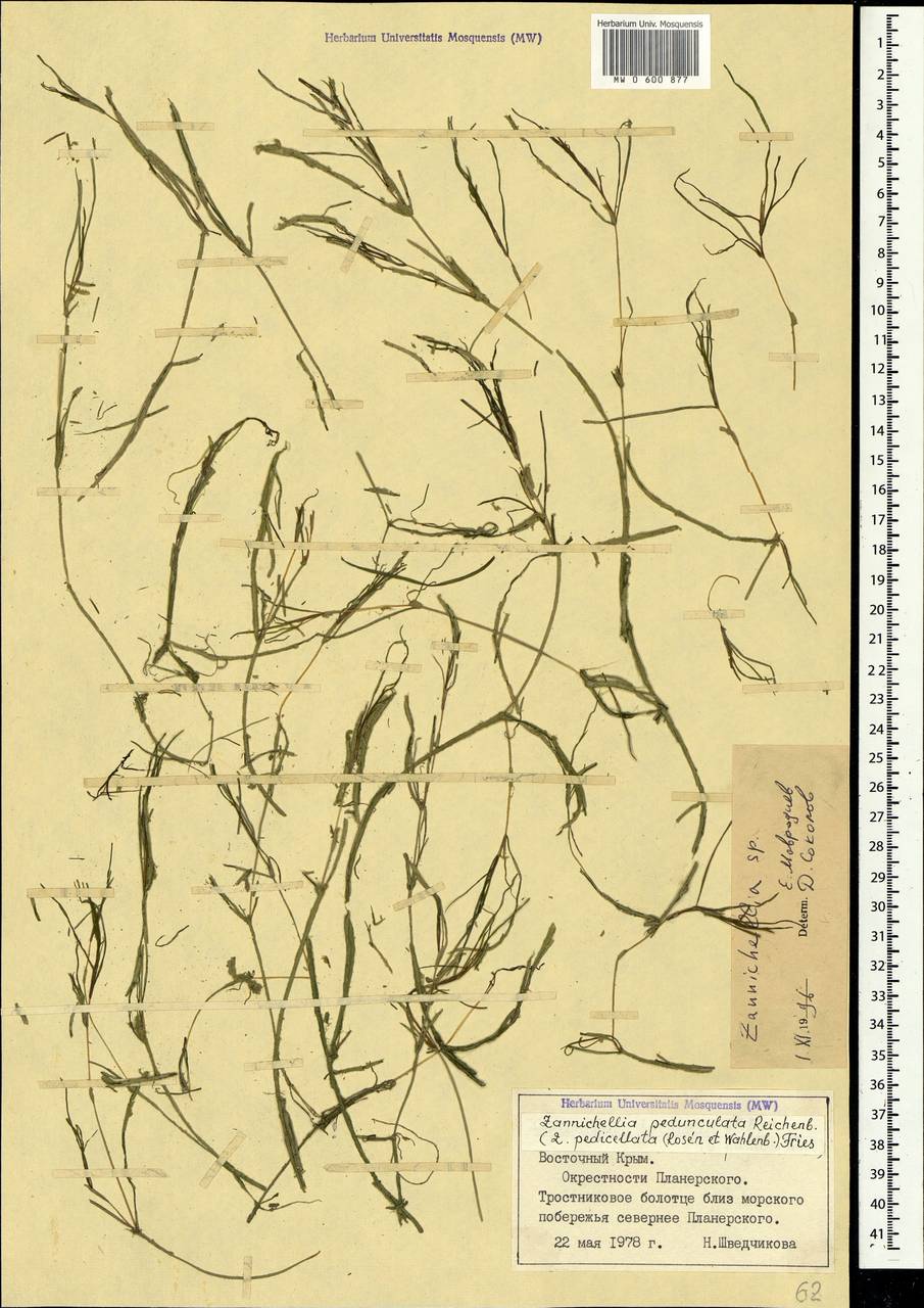 Zannichellia palustris subsp. pedicellata (Rosén & Wahlenb.) Hook.f., Crimea (KRYM) (Russia)