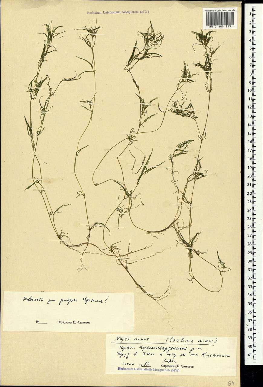 Najas minor All., Crimea (KRYM) (Russia)