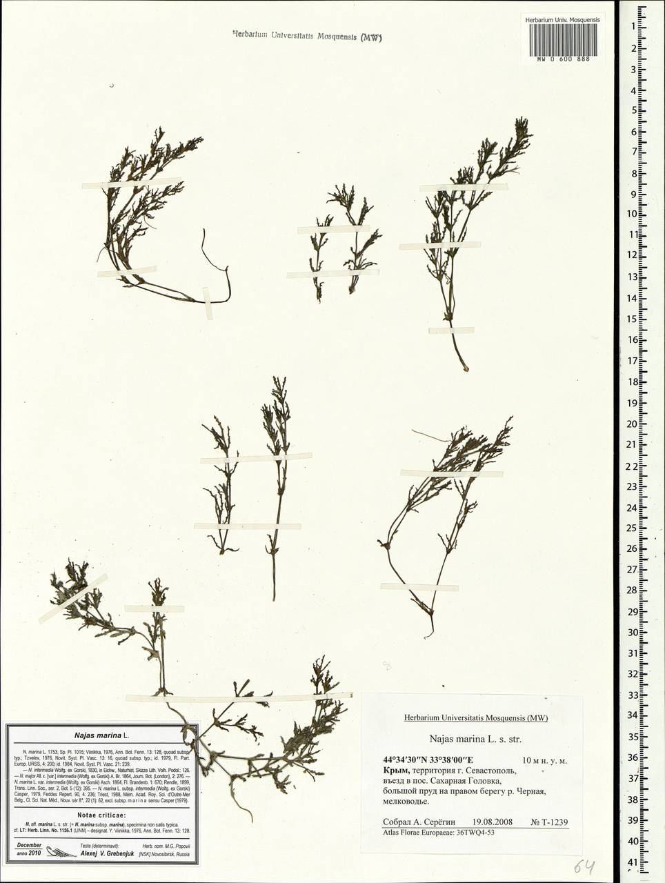 Najas marina L., Crimea (KRYM) (Russia)