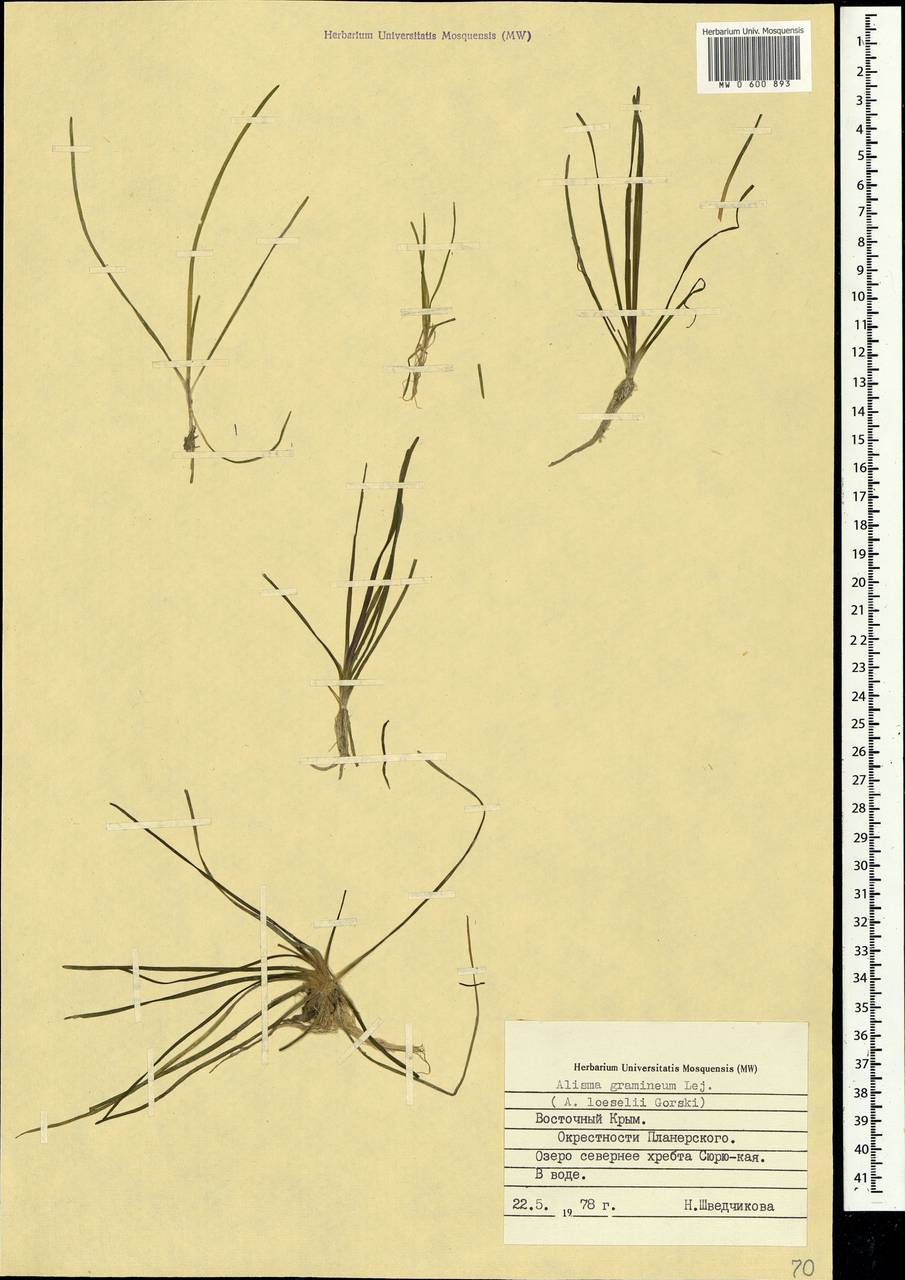 Alisma gramineum Lej., Crimea (KRYM) (Russia)