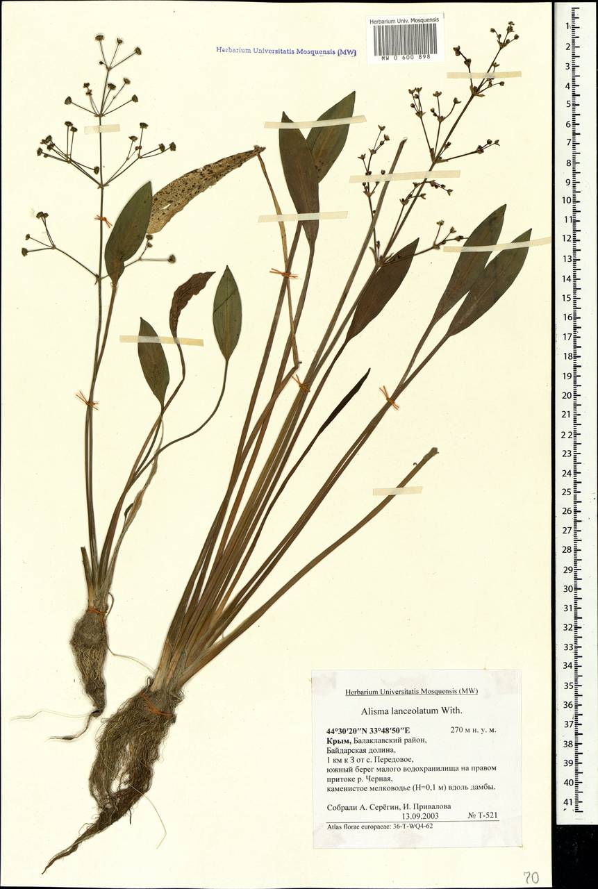 Alisma lanceolatum With., Crimea (KRYM) (Russia)