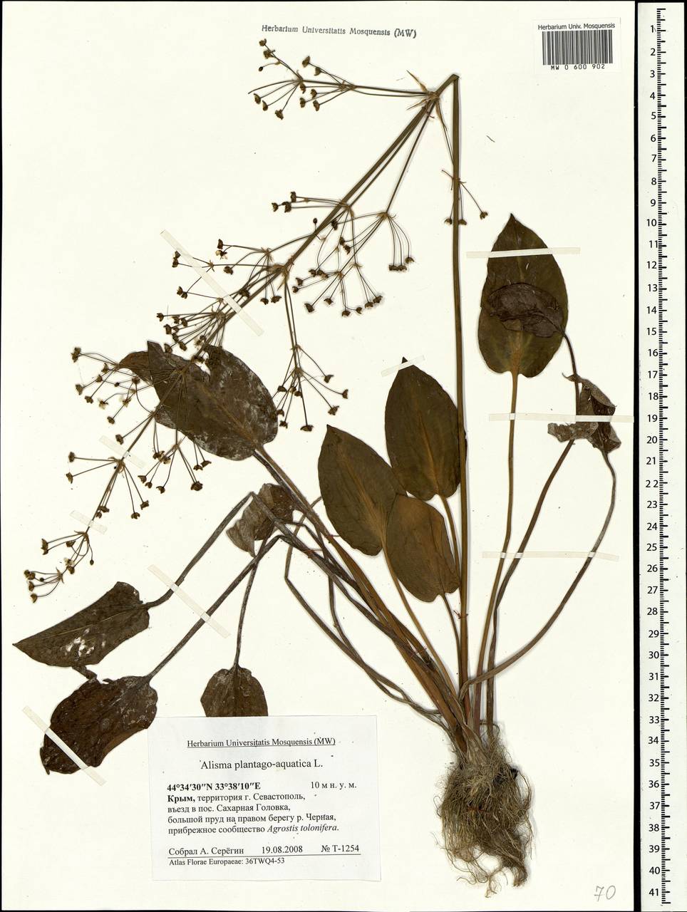 Alisma plantago-aquatica L., Crimea (KRYM) (Russia)