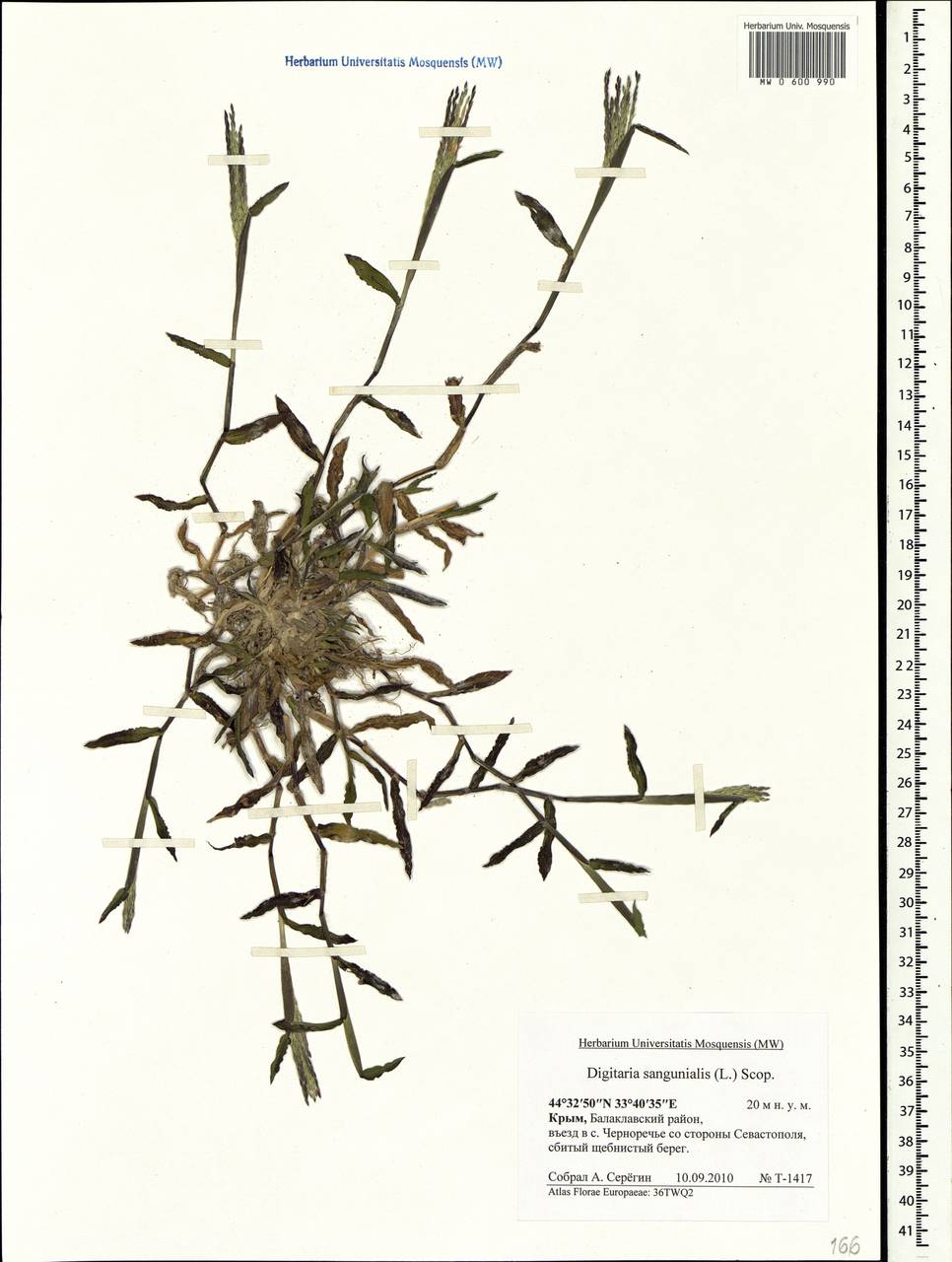 Digitaria sanguinalis (L.) Scop., Crimea (KRYM) (Russia)