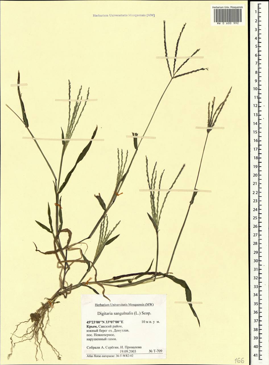 Digitaria sanguinalis (L.) Scop., Crimea (KRYM) (Russia)