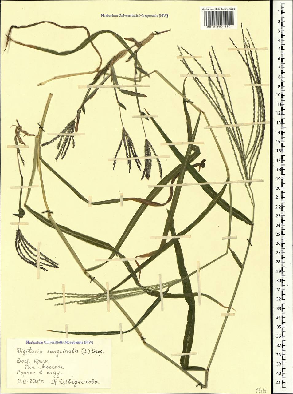 Digitaria sanguinalis (L.) Scop., Crimea (KRYM) (Russia)