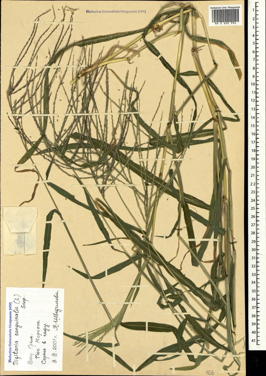 Digitaria sanguinalis (L.) Scop., Crimea (KRYM) (Russia)