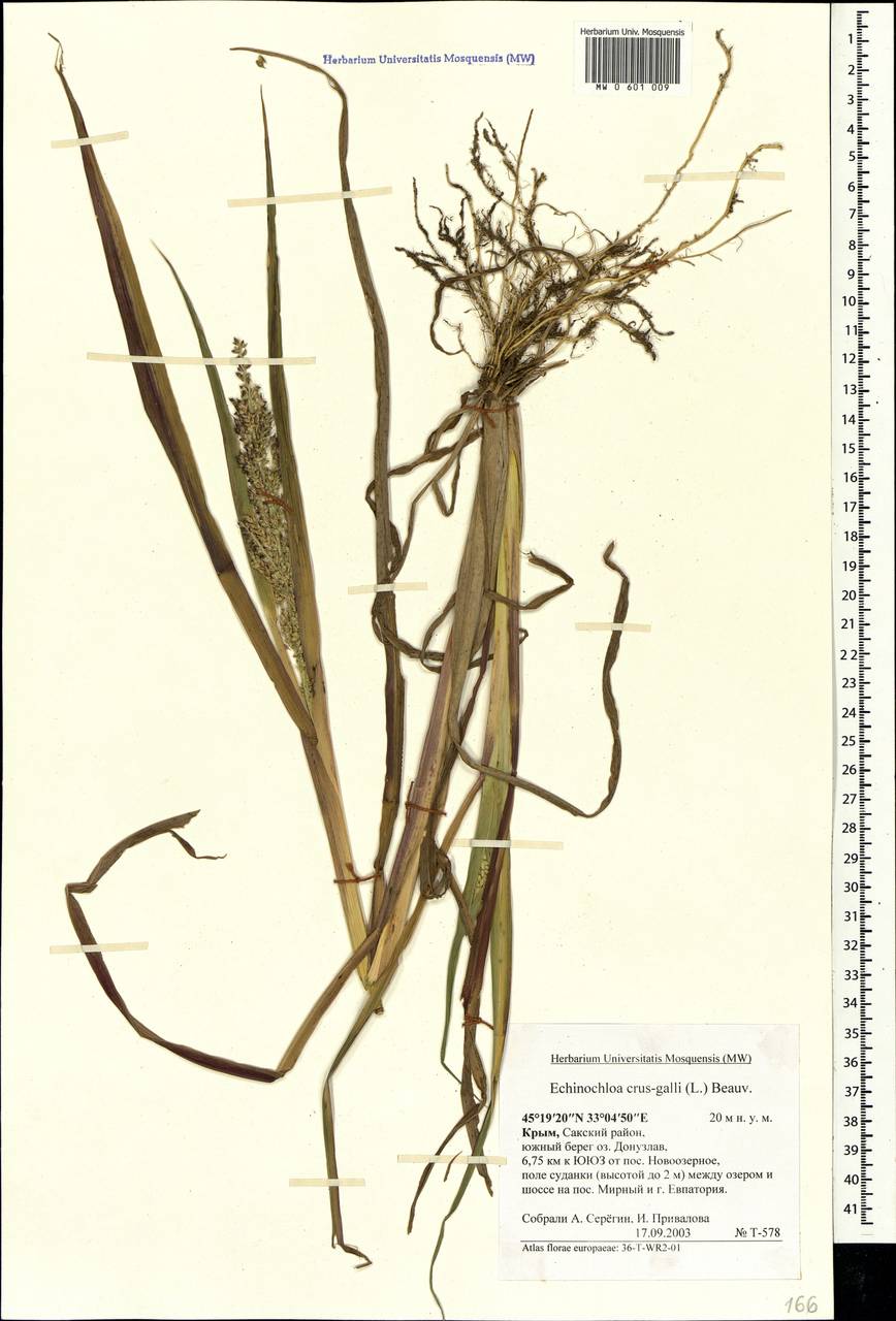 Echinochloa crus-galli (L.) P.Beauv., Crimea (KRYM) (Russia)