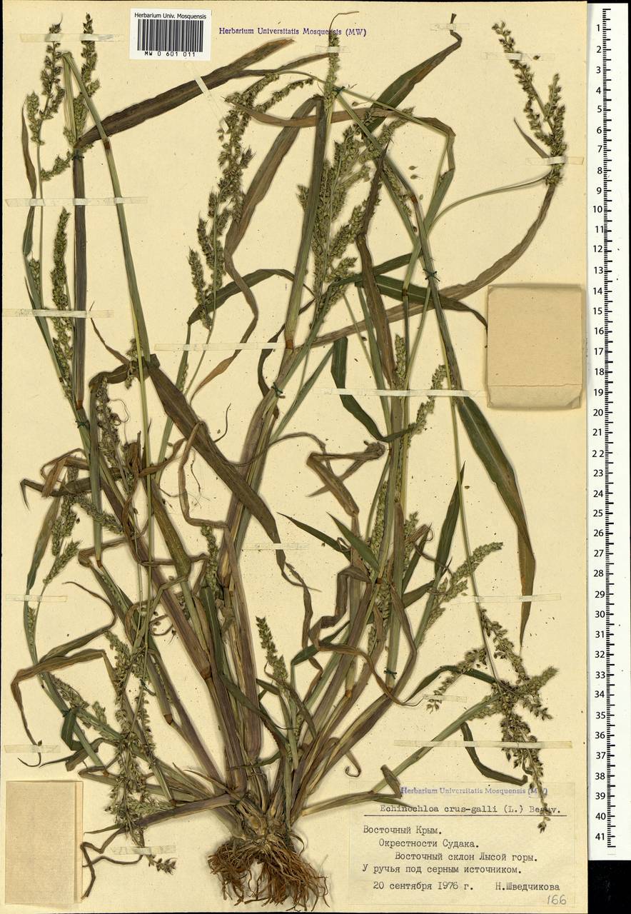 Echinochloa crus-galli (L.) P.Beauv., Crimea (KRYM) (Russia)