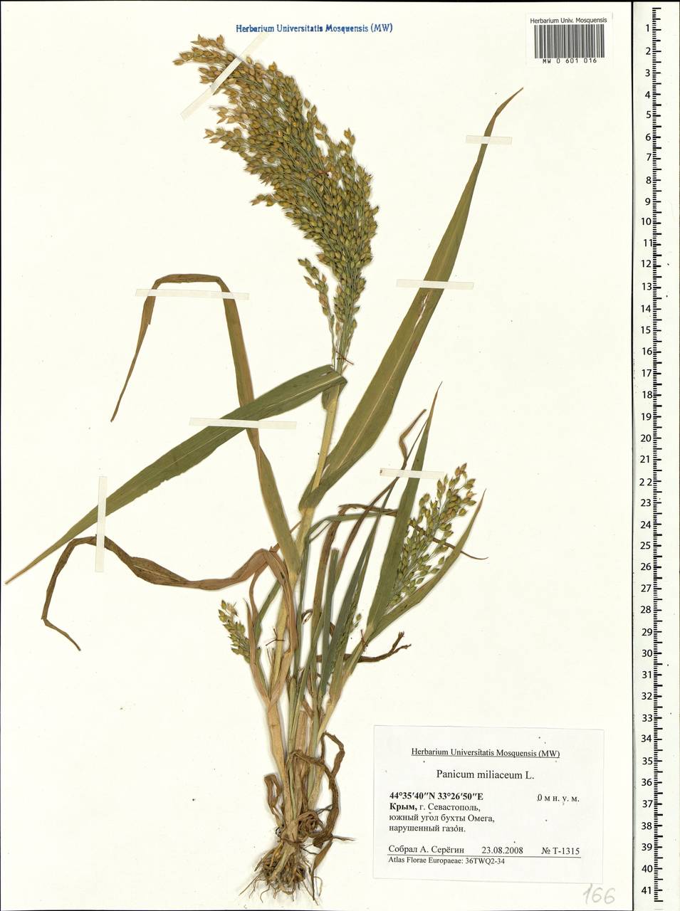 Panicum miliaceum L., Crimea (KRYM) (Russia)