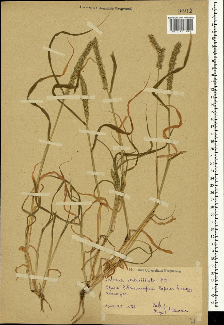 Setaria verticillata (L.) P.Beauv., Crimea (KRYM) (Russia)