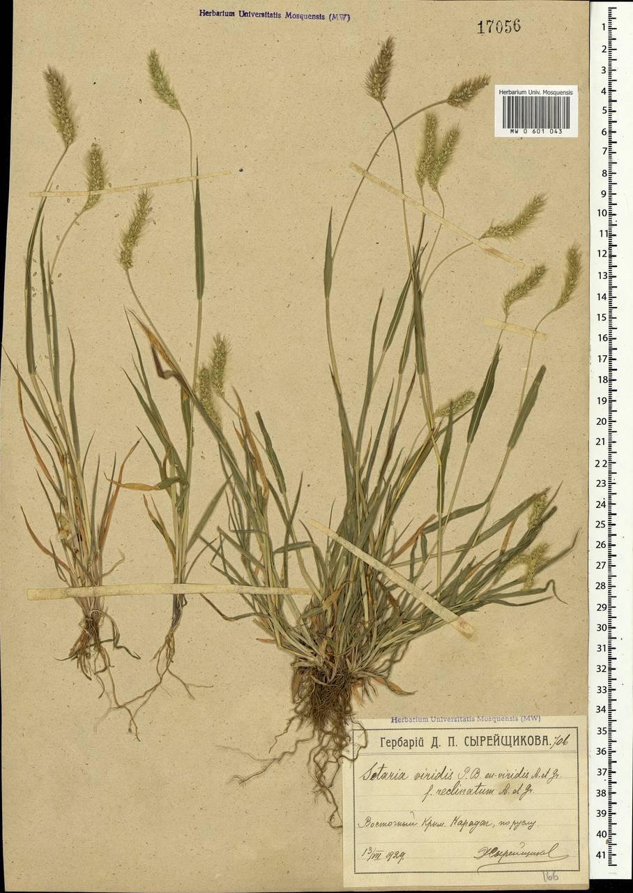 Setaria viridis (L.) P.Beauv., Crimea (KRYM) (Russia)