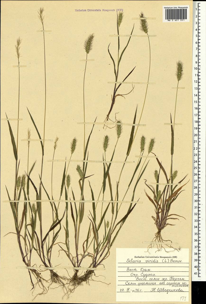 Setaria viridis (L.) P.Beauv., Crimea (KRYM) (Russia)