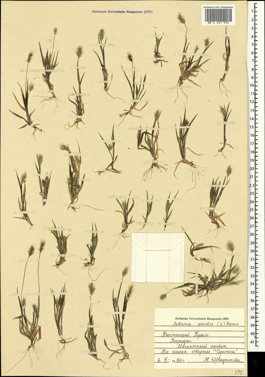 Setaria viridis (L.) P.Beauv., Crimea (KRYM) (Russia)