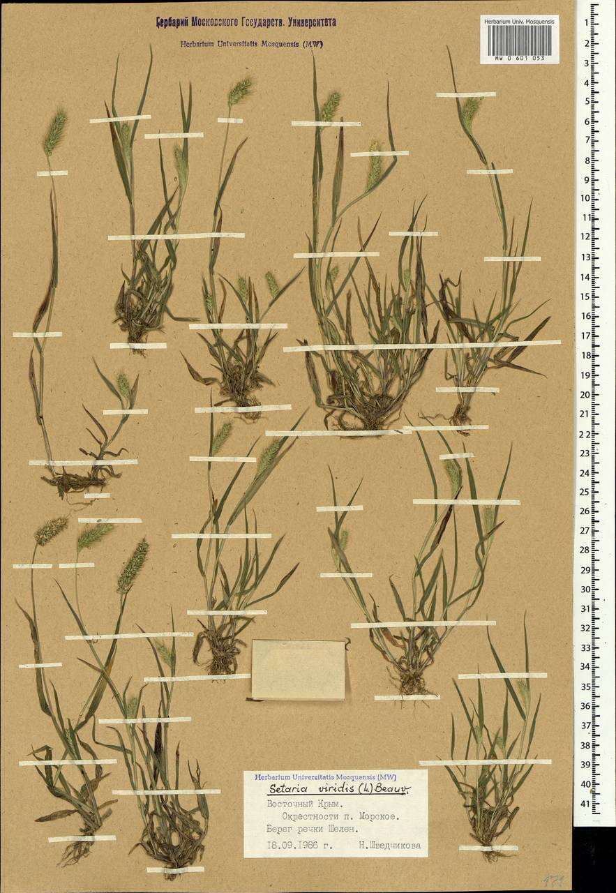 Setaria viridis (L.) P.Beauv., Crimea (KRYM) (Russia)