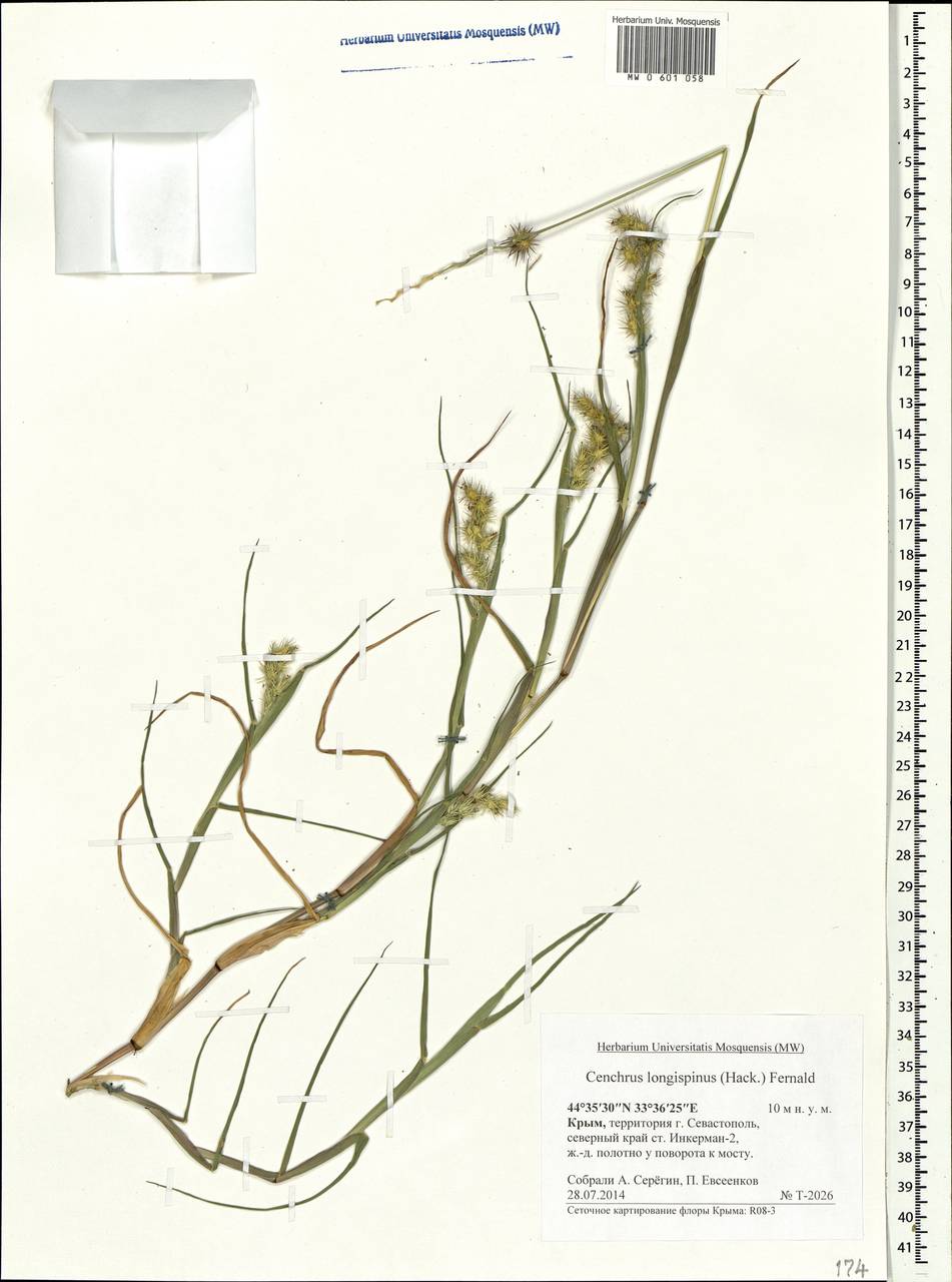 Cenchrus spinifex Cav., Crimea (KRYM) (Russia)