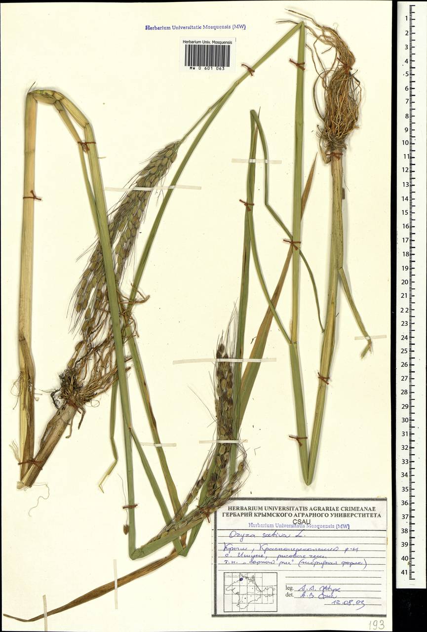 Oryza sativa L., Crimea (KRYM) (Russia)