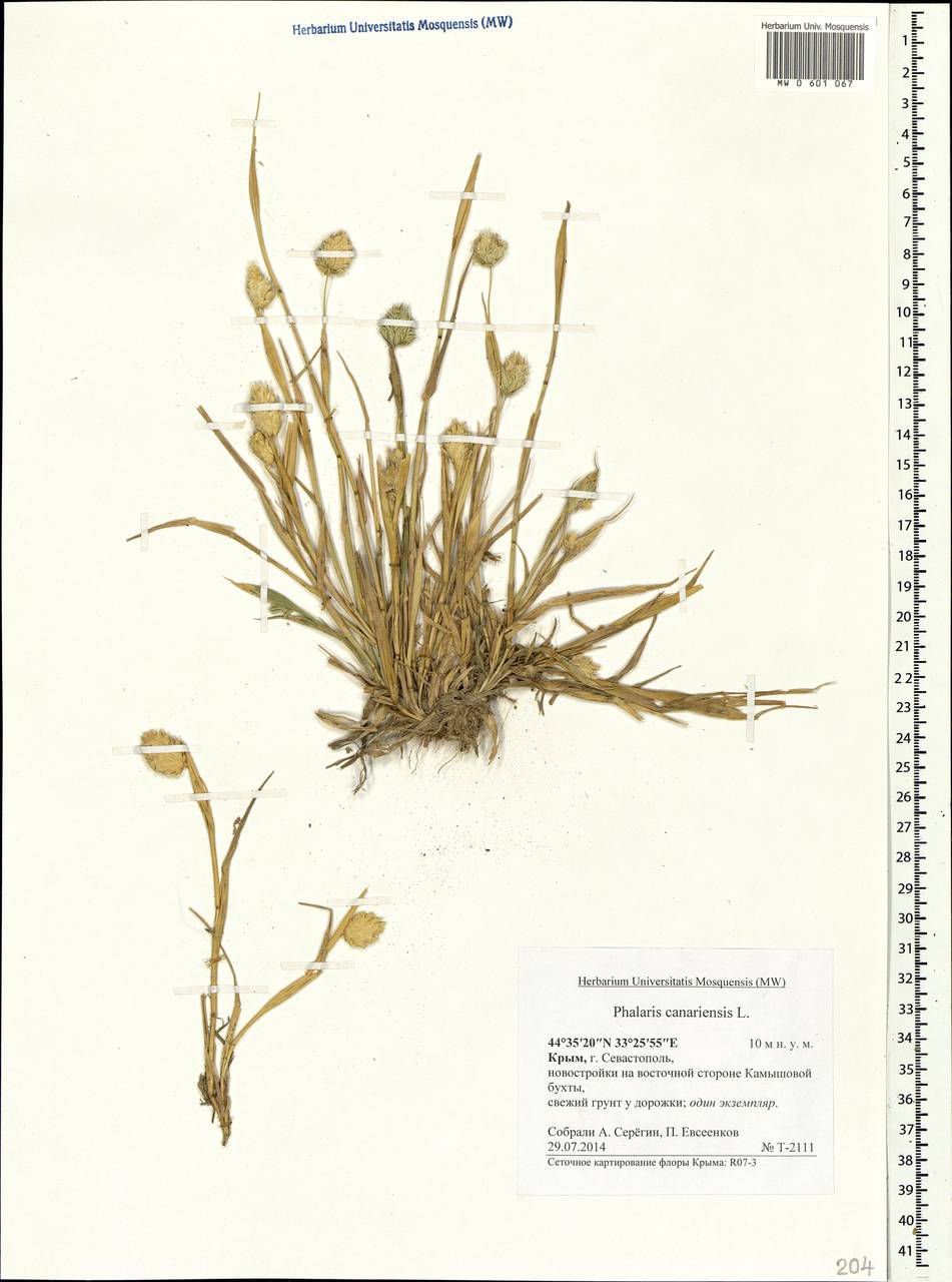 Phalaris canariensis L., Crimea (KRYM) (Russia)