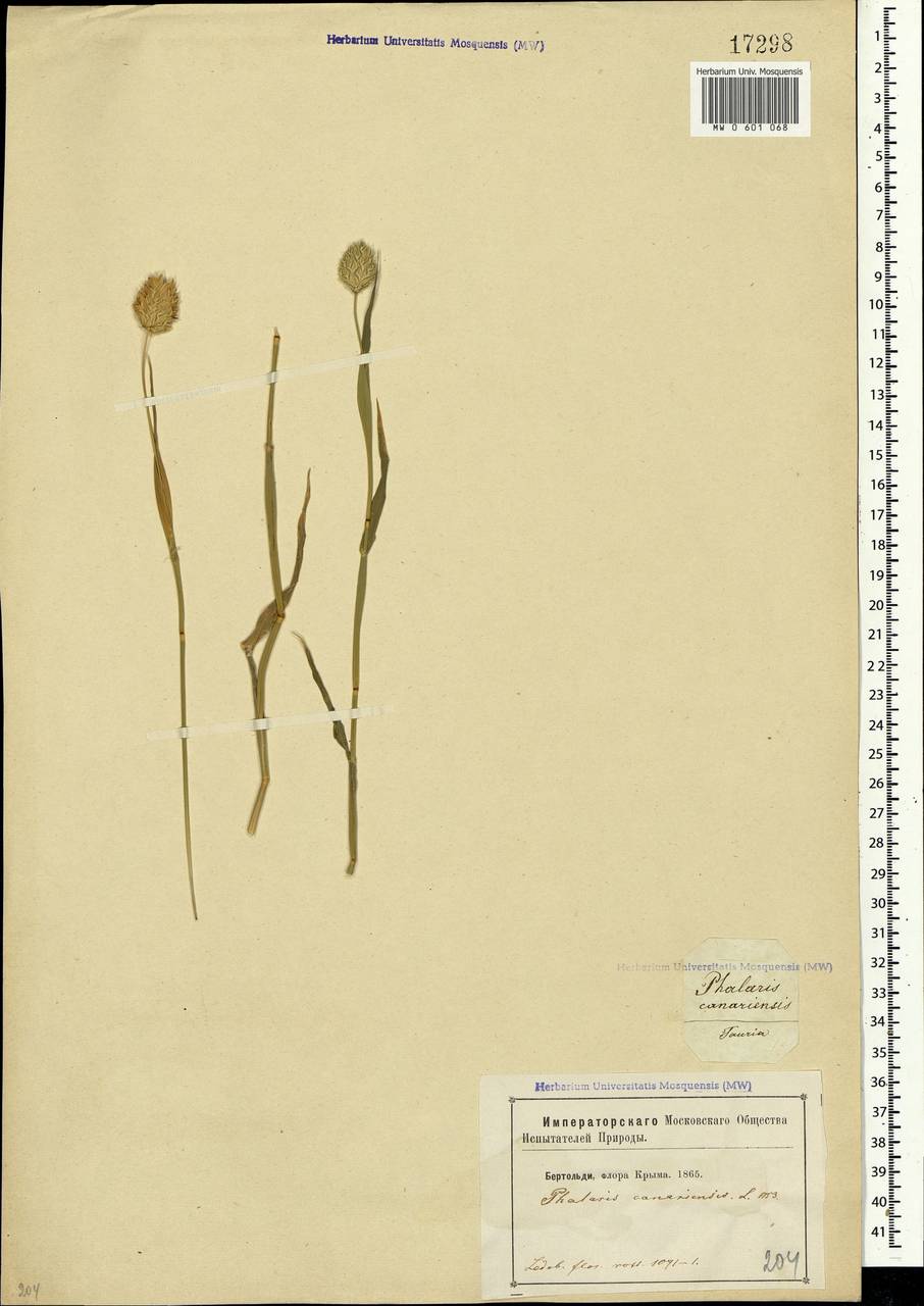 Phalaris canariensis L., Crimea (KRYM) (Russia)