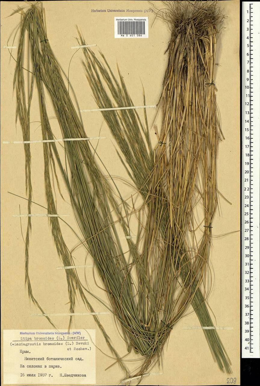Achnatherum bromoides (L.) P.Beauv., Crimea (KRYM) (Russia)
