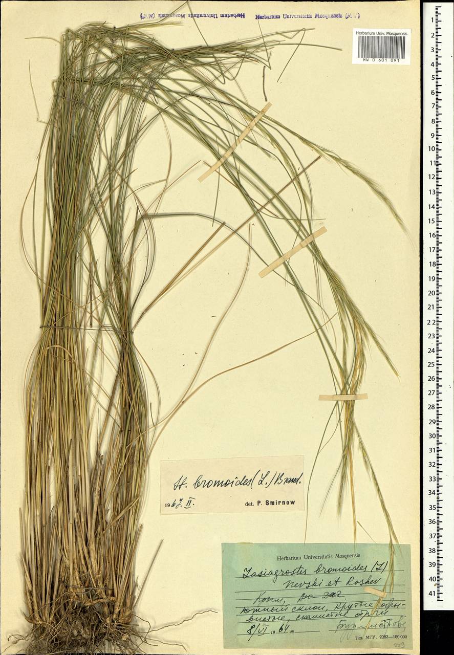Achnatherum bromoides (L.) P.Beauv., Crimea (KRYM) (Russia)