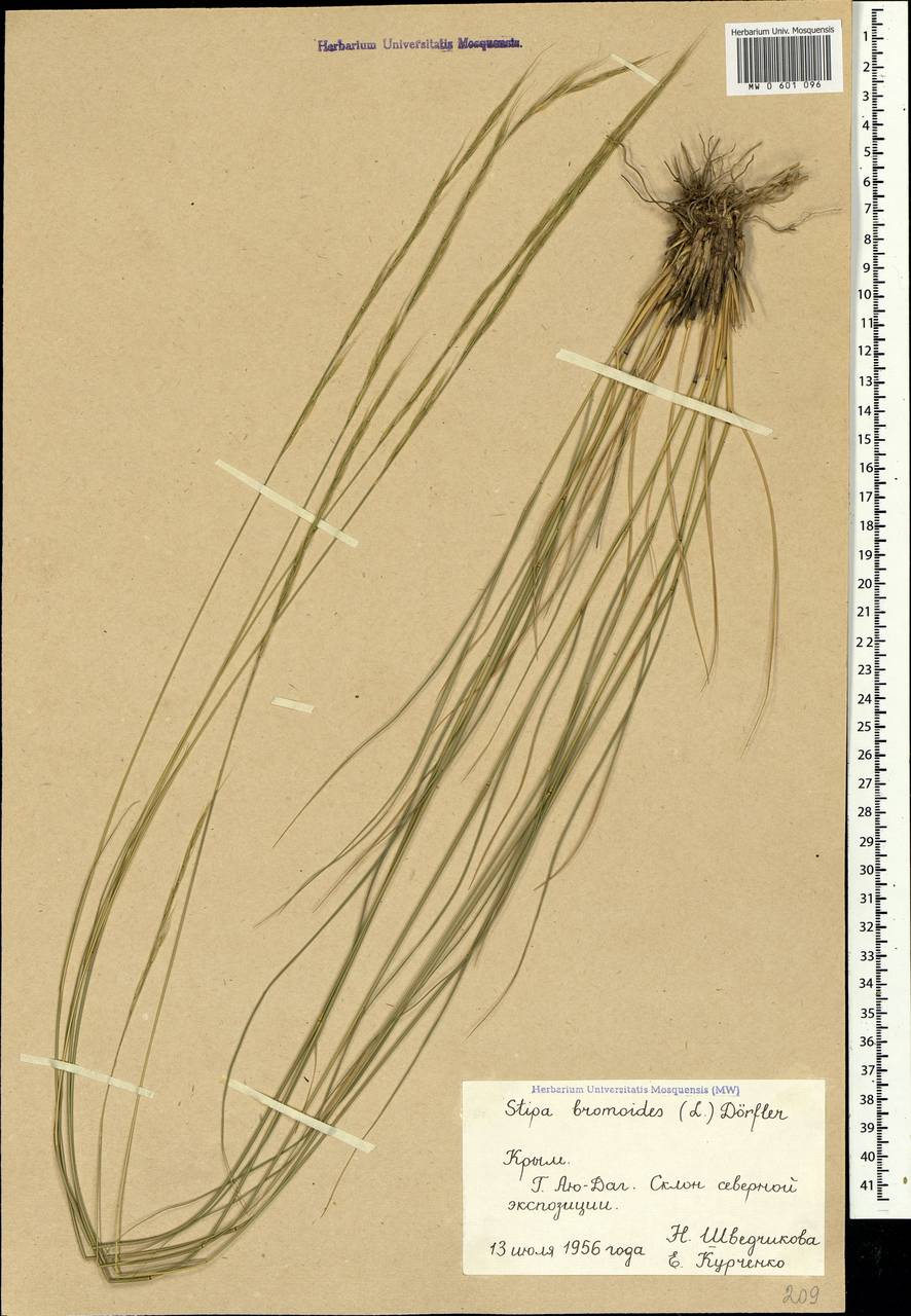 Achnatherum bromoides (L.) P.Beauv., Crimea (KRYM) (Russia)