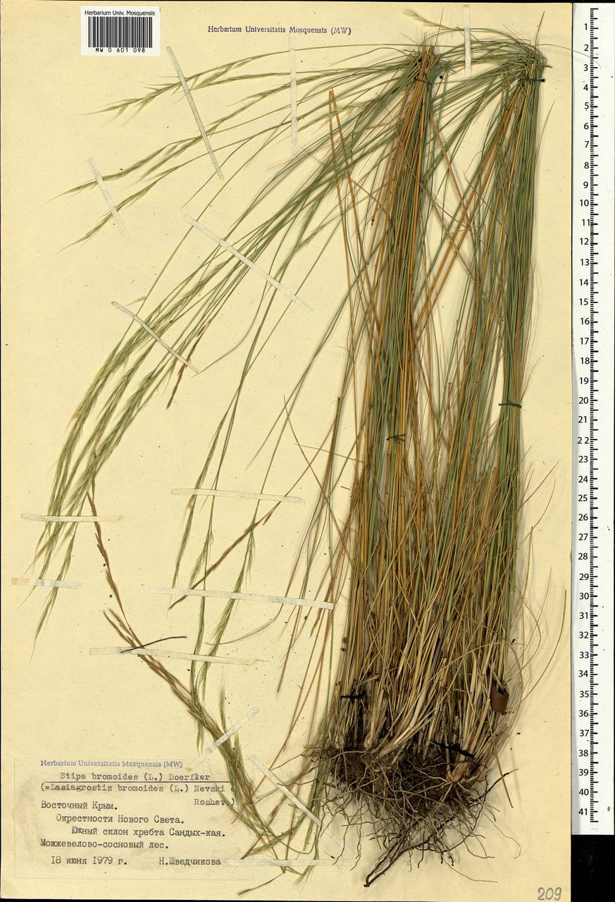 Achnatherum bromoides (L.) P.Beauv., Crimea (KRYM) (Russia)