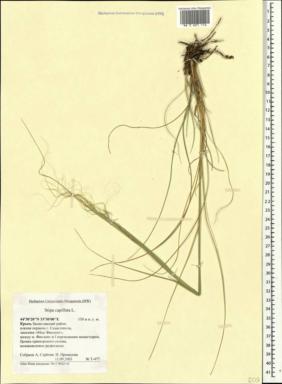 Stipa capillata L., Crimea (KRYM) (Russia)