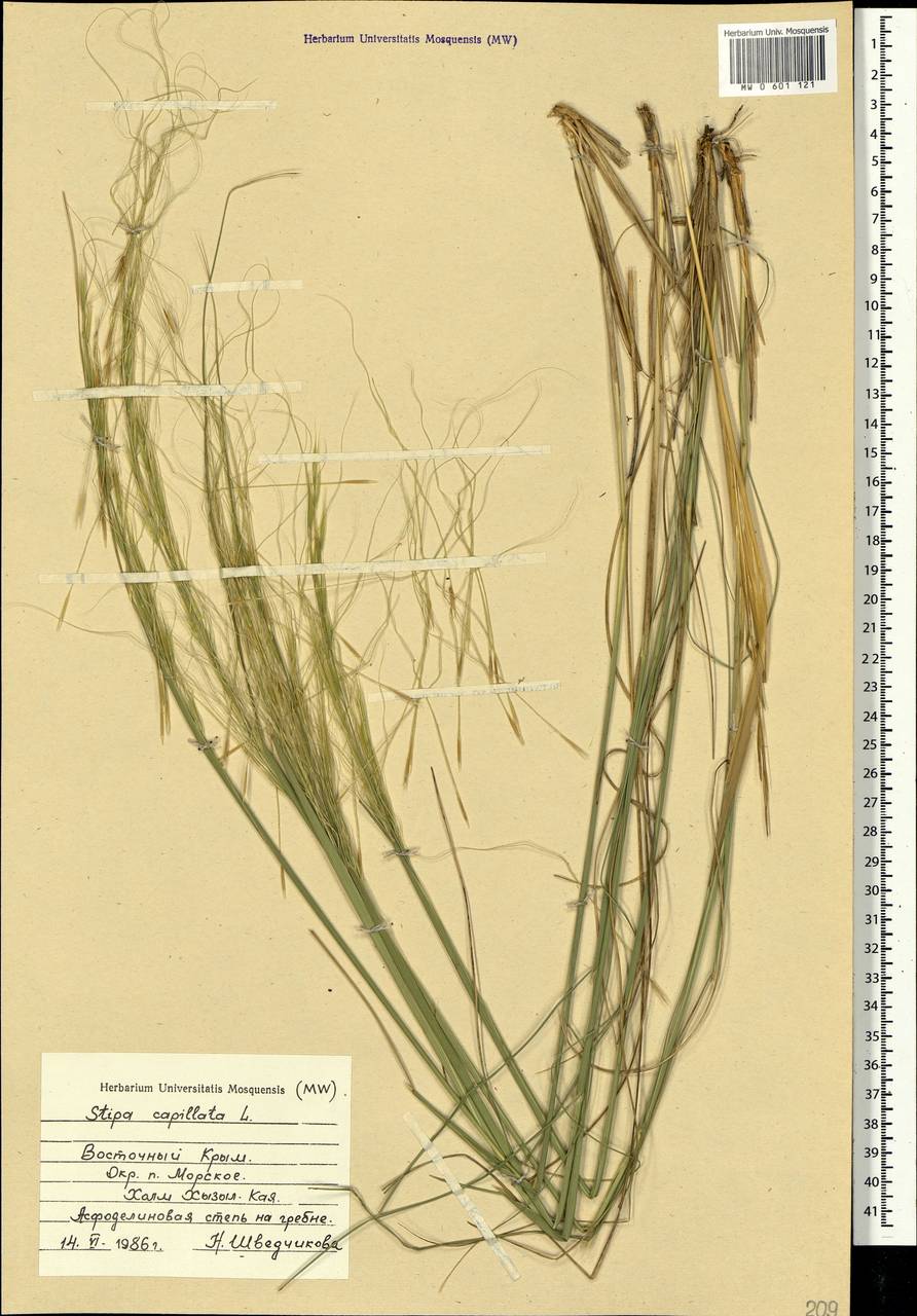 Stipa capillata L., Crimea (KRYM) (Russia)