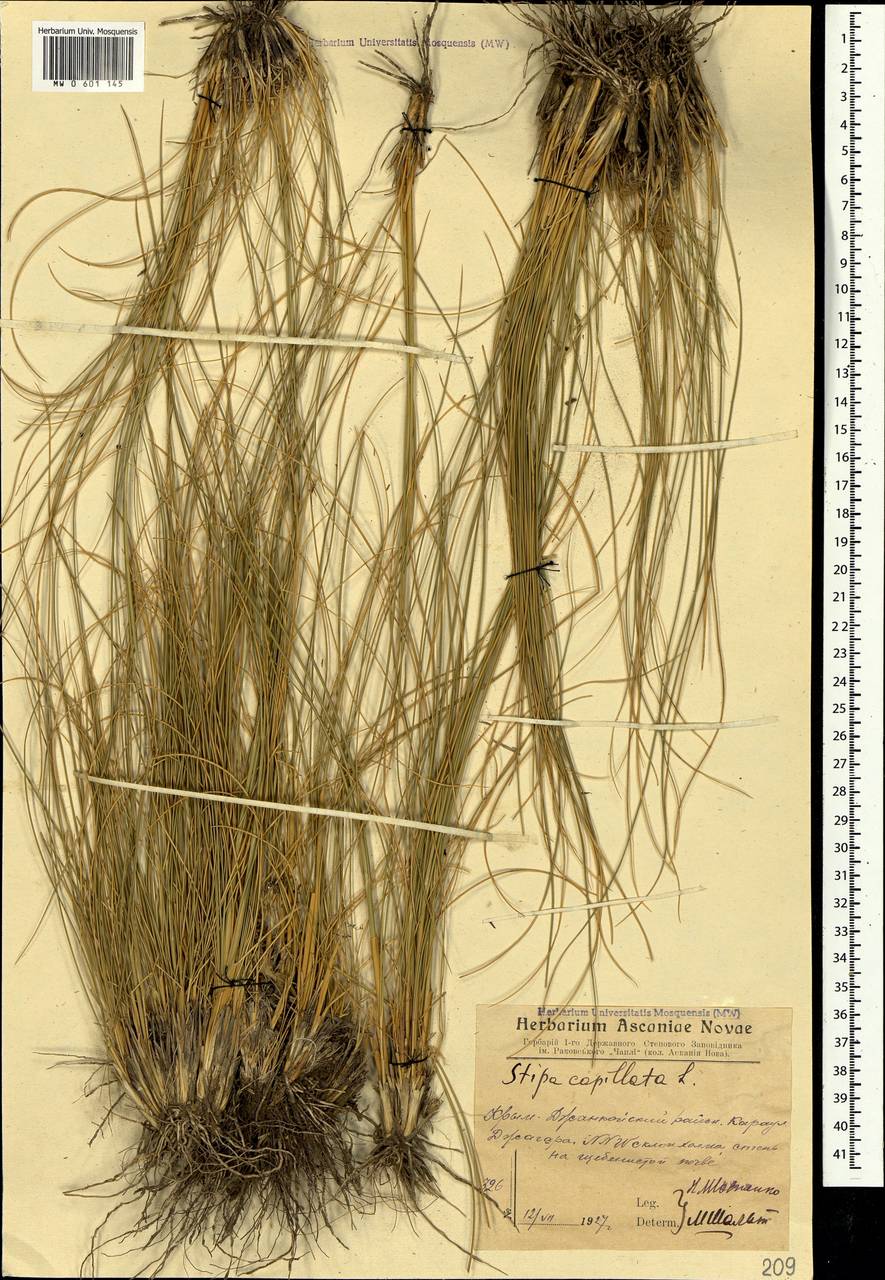 Stipa capillata L., Crimea (KRYM) (Russia)