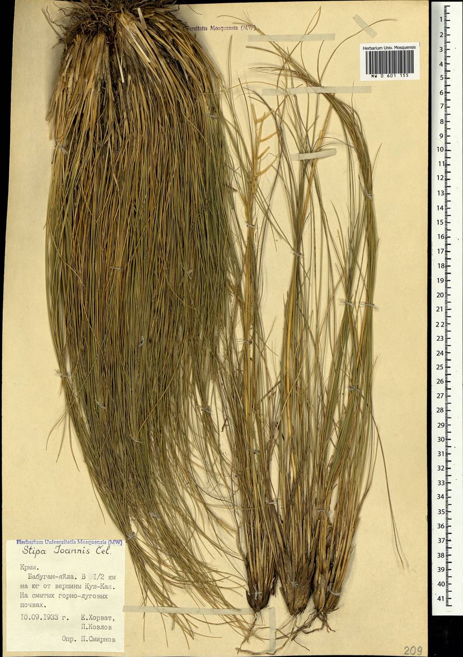 Stipa pennata L., Crimea (KRYM) (Russia)