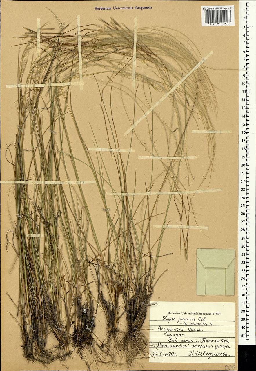 Stipa pennata L., Crimea (KRYM) (Russia)