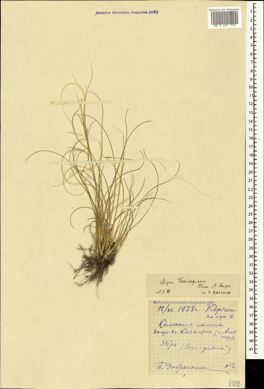 Stipa lessingiana Trin. & Rupr., Crimea (KRYM) (Russia)