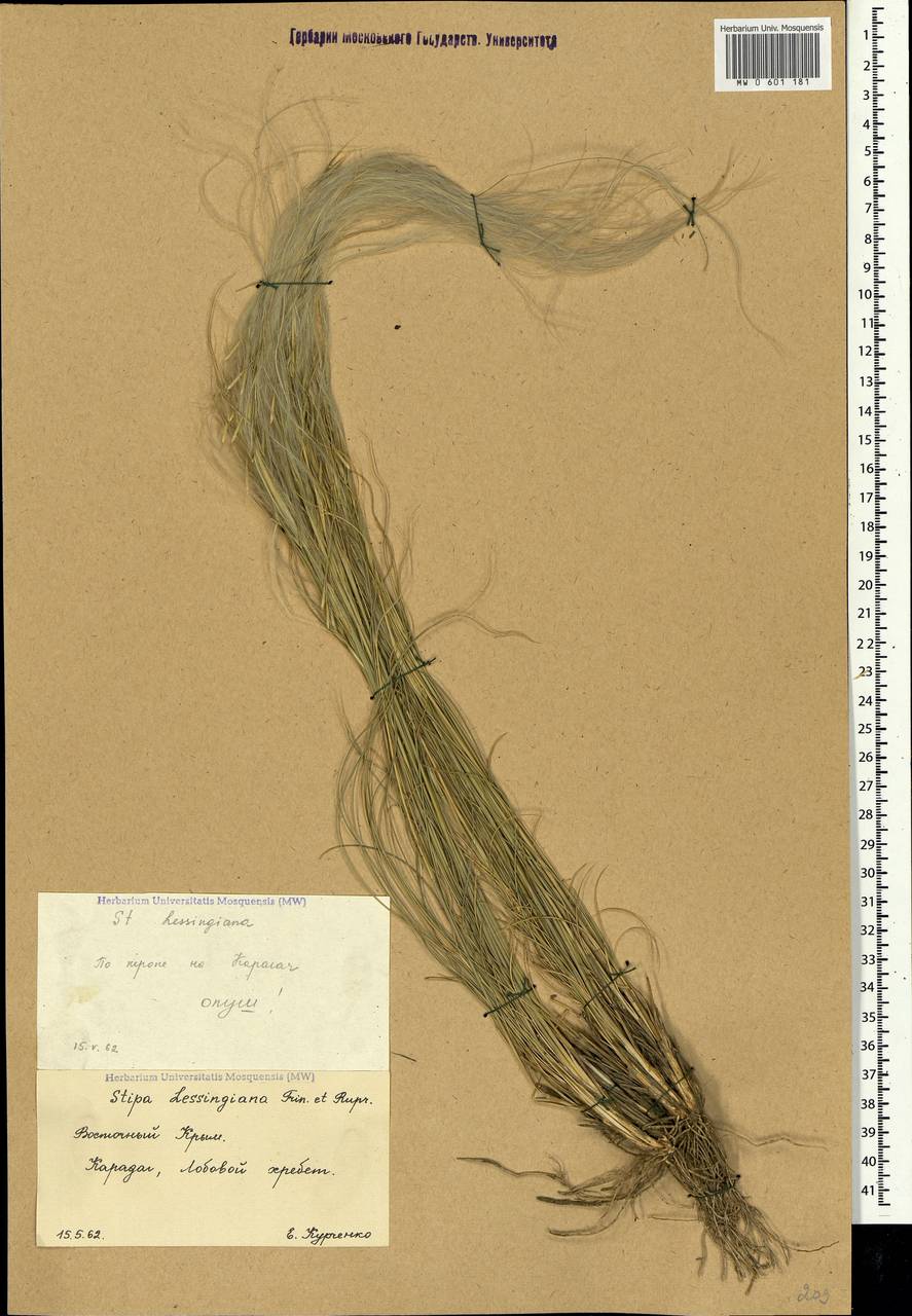 Stipa lessingiana Trin. & Rupr., Crimea (KRYM) (Russia)