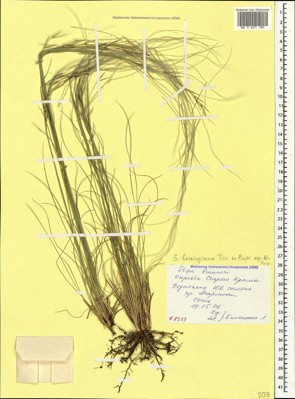 Stipa lessingiana Trin. & Rupr., Crimea (KRYM) (Russia)