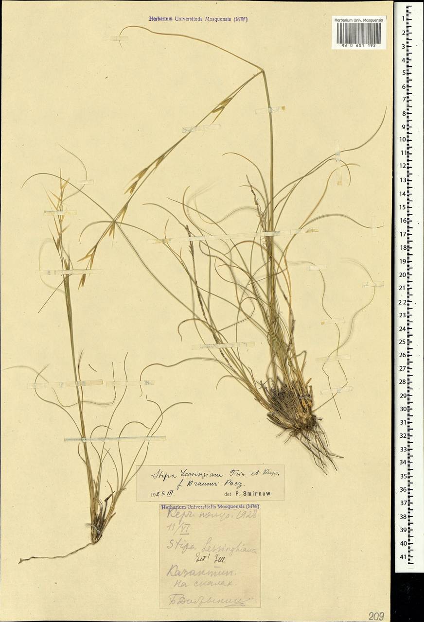 Stipa lessingiana Trin. & Rupr., Crimea (KRYM) (Russia)