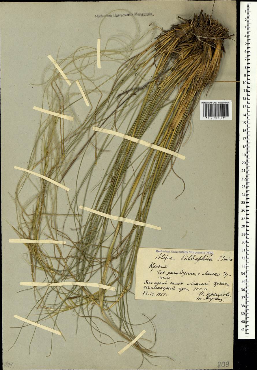 Stipa pennata subsp. pennata, Crimea (KRYM) (Russia)