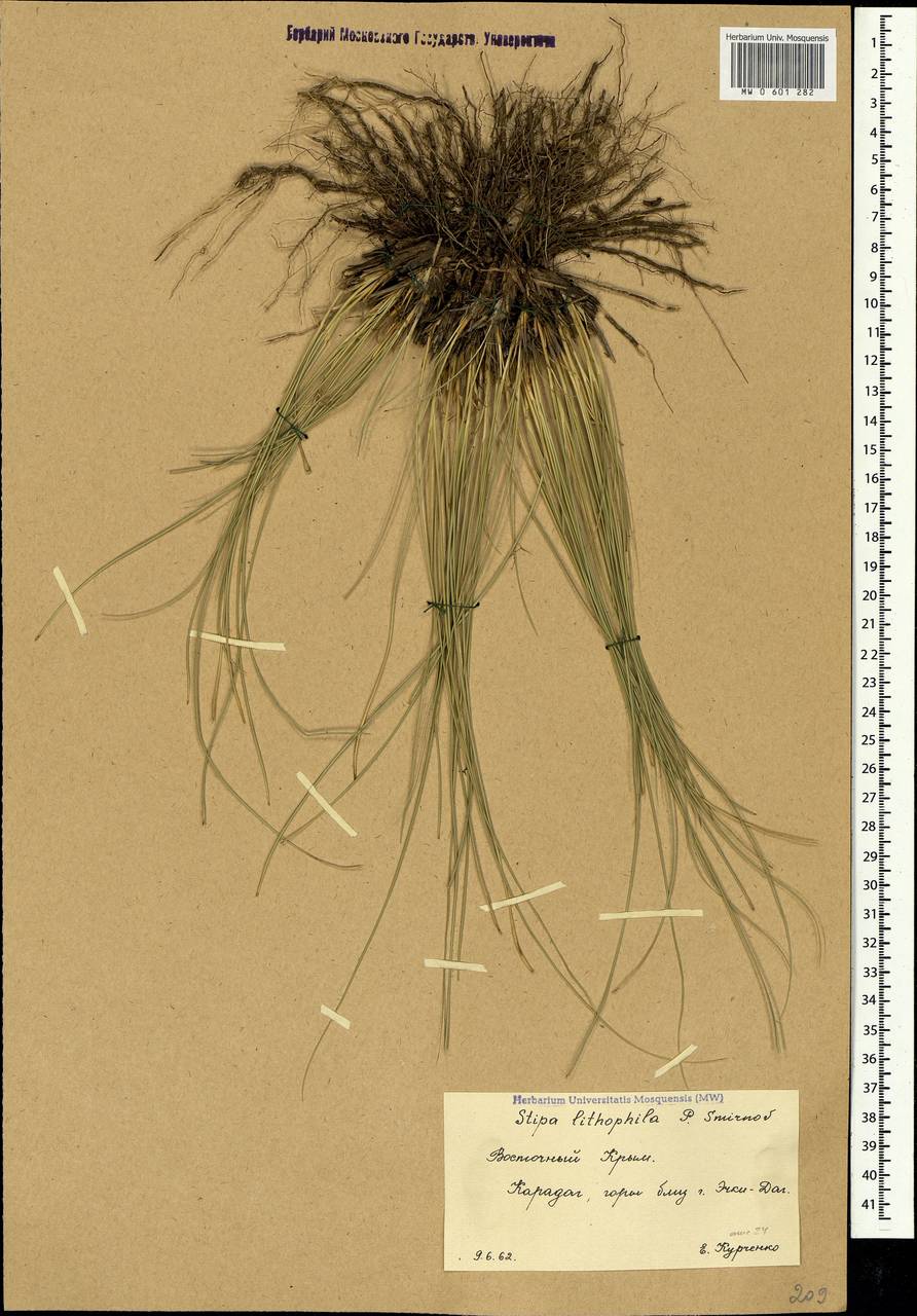 Stipa pennata subsp. pennata, Crimea (KRYM) (Russia)