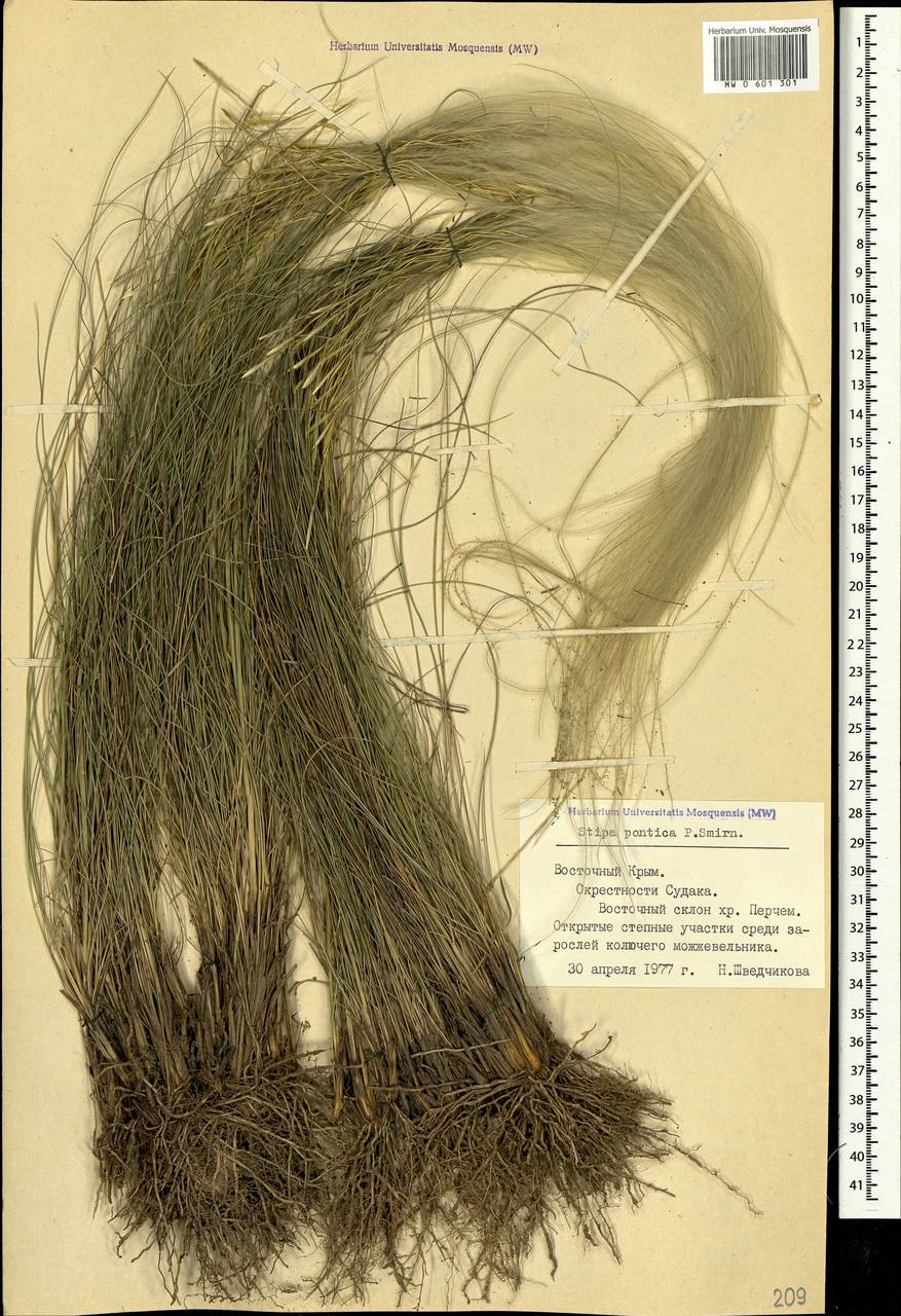 Stipa pontica P.A.Smirn., Crimea (KRYM) (Russia)