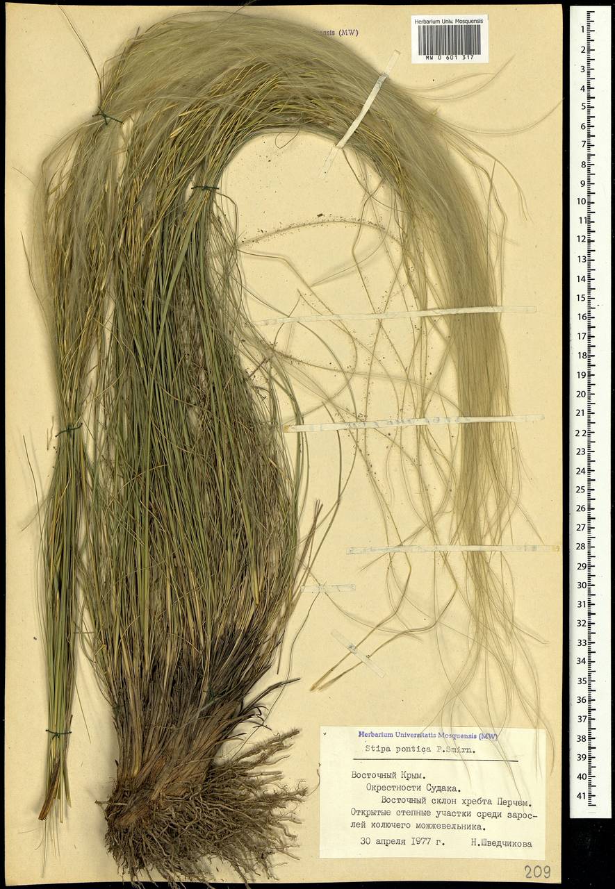 Stipa pontica P.A.Smirn., Crimea (KRYM) (Russia)