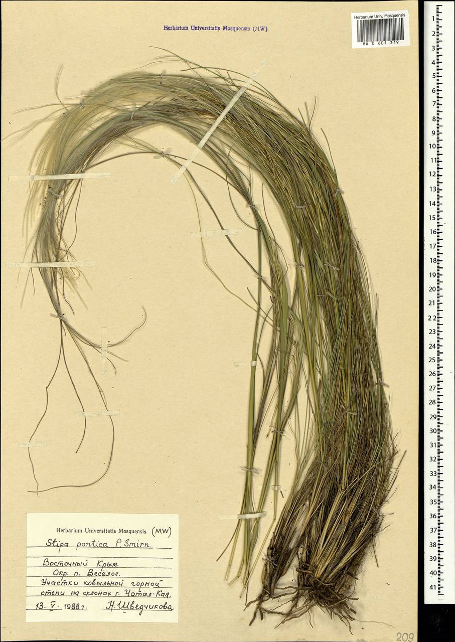 Stipa pontica P.A.Smirn., Crimea (KRYM) (Russia)